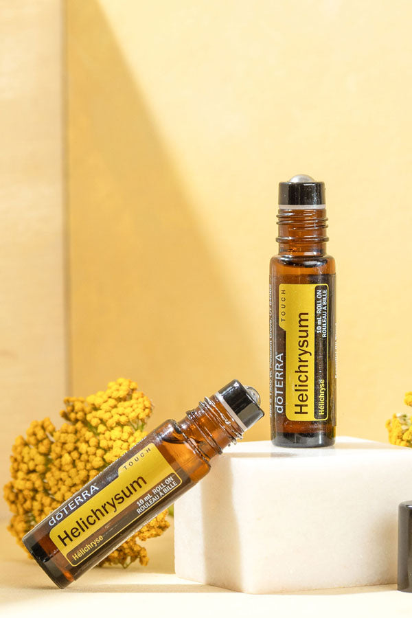 Helichrysum Touch  Helichrysum italicum