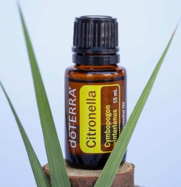 Citronella Óleo Essencial  Cymbopogon winterianus (Citronela)
